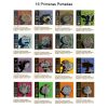 CARLITOS Y SNOOPY - Tiras Diarias y Dominicales - 2005 - Planeta – Colección Completa – 25 Tomos En Formato PDF - Descarga Inmediata